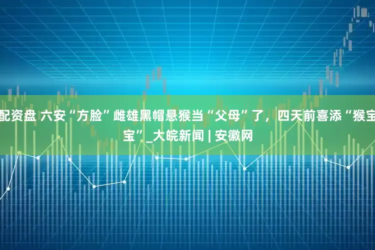 配资盘 六安“方脸”雌雄黑帽悬猴当“父母”了，四天前喜添“猴宝宝”_大皖新闻 | 安徽网